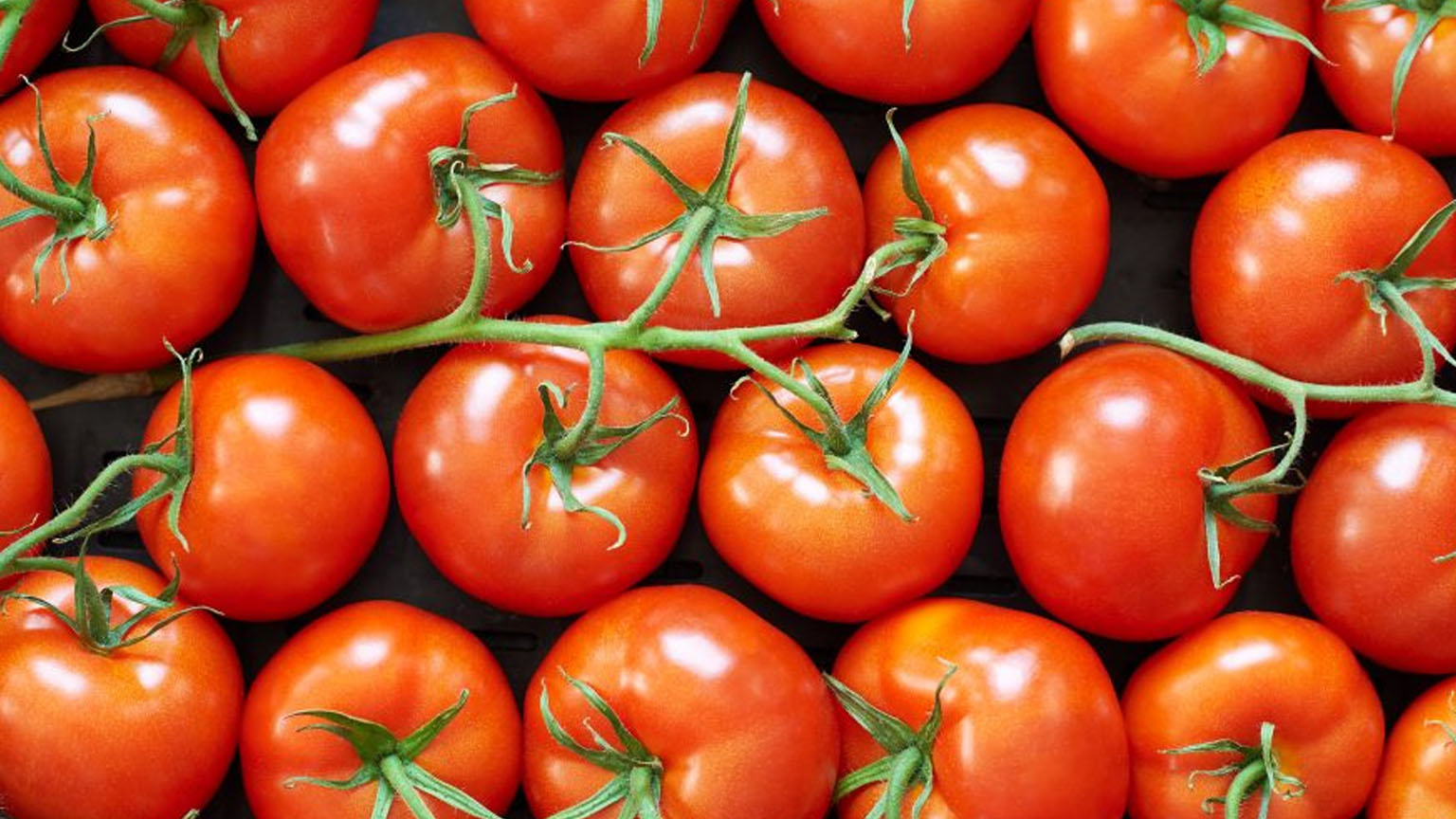 Tomato Dilemma Unveiled Fruit or Vegetable?